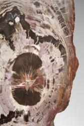 Fossilized wood with steel base