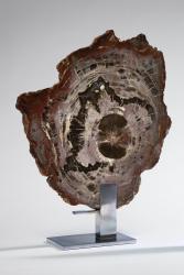 Fossilized wood with steel base